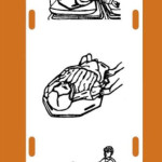 Standard Patient Slider